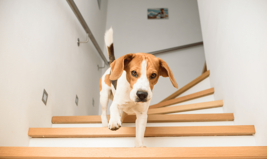 homebuying for pet owners