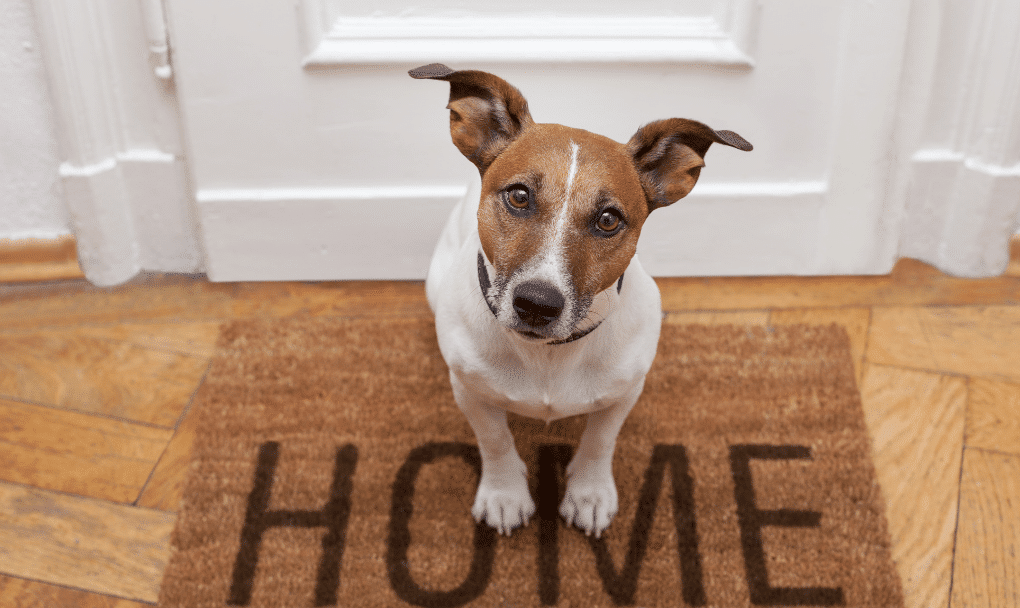 buying a pet friendly home